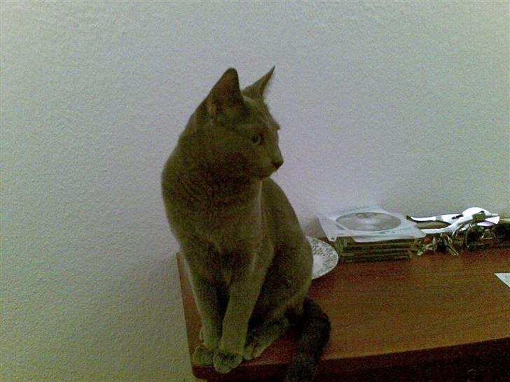 Russian Blue Lucky Luke - Et år gammel billede 20