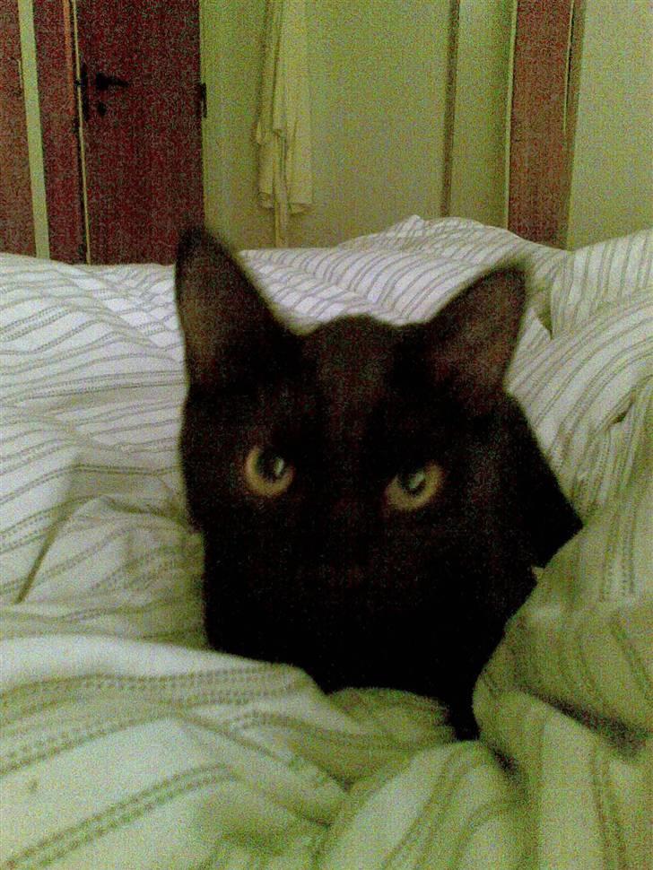 Huskat Jack billede 10