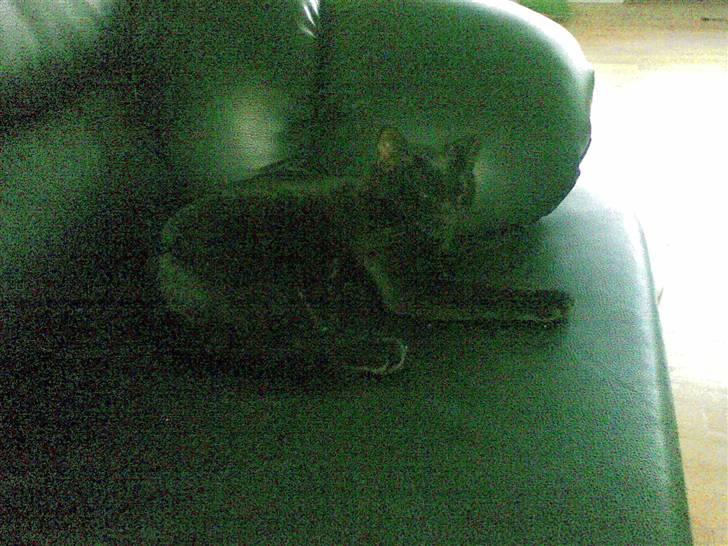 Huskat Jack billede 11