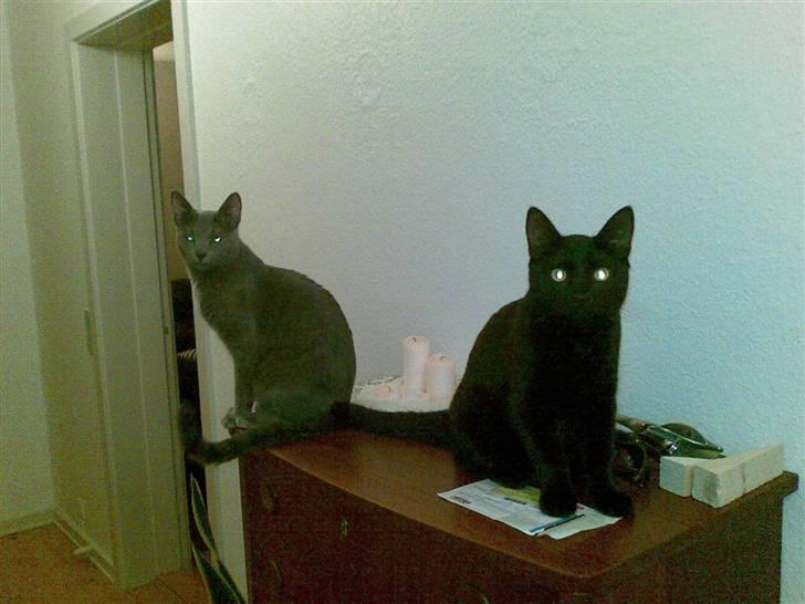 Huskat Jack billede 12