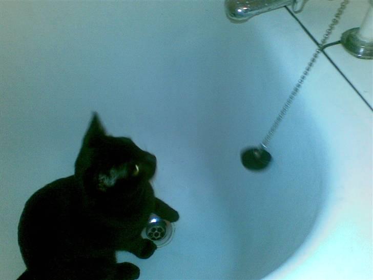 Huskat Jack billede 13