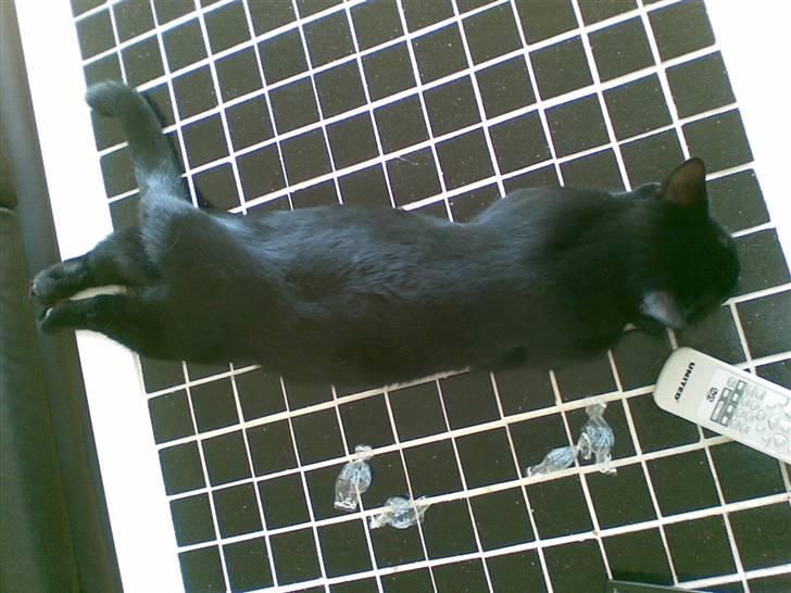 Huskat Jack billede 14