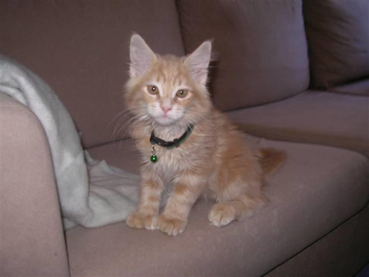 Maine Coon Basse (Joe) billede 1