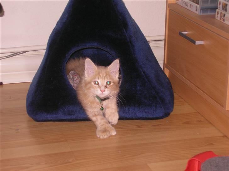 Maine Coon Basse (Joe) billede 2