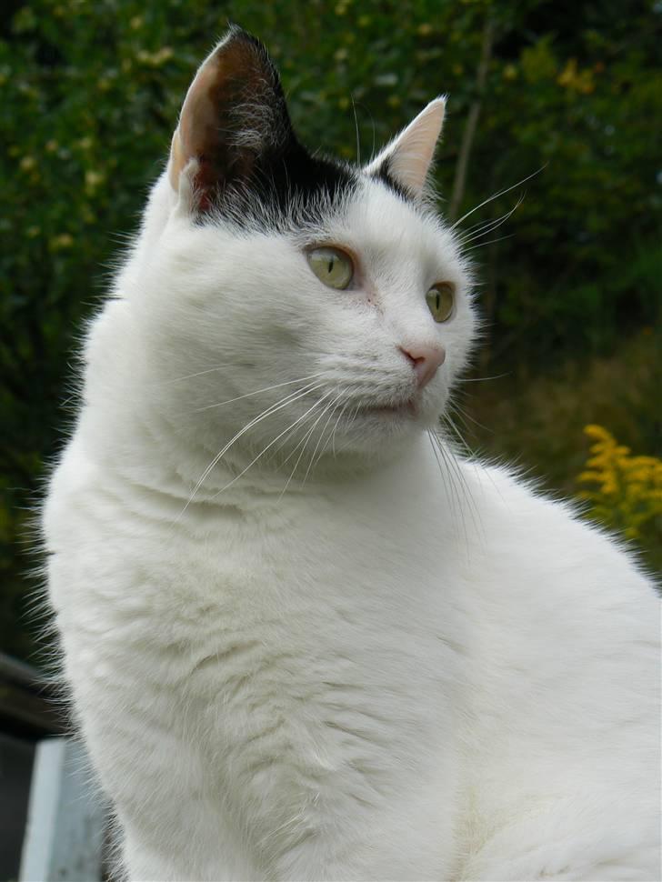 Huskat Alice>>--(¯`v´¯)->  - Er det her en god vikel eller?<3 billede 1