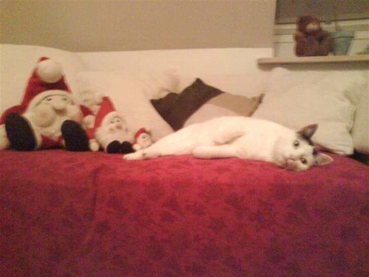 Huskat Alice>>--(¯`v´¯)->  - Så er nisserne kommet frem.. igen<3 billede 2
