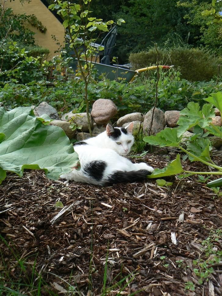 Huskat Alice>>--(¯`v´¯)->  billede 3