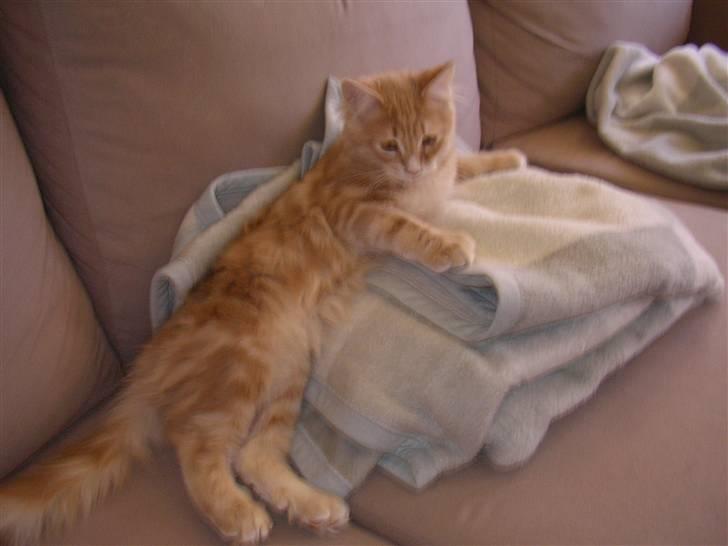 Maine Coon Basse (Joe) billede 3