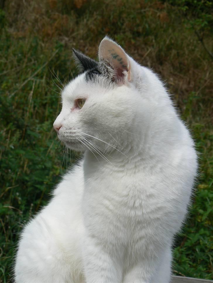 Huskat Alice>>--(¯`v´¯)->  billede 4