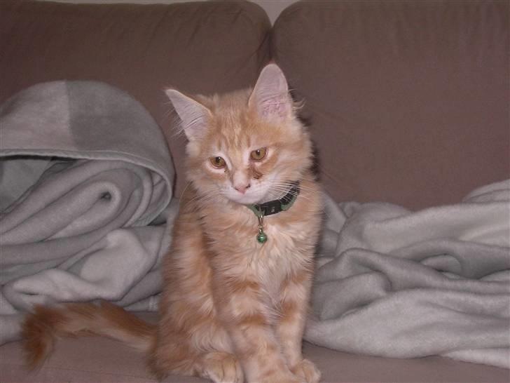 Maine Coon Basse (Joe) billede 4