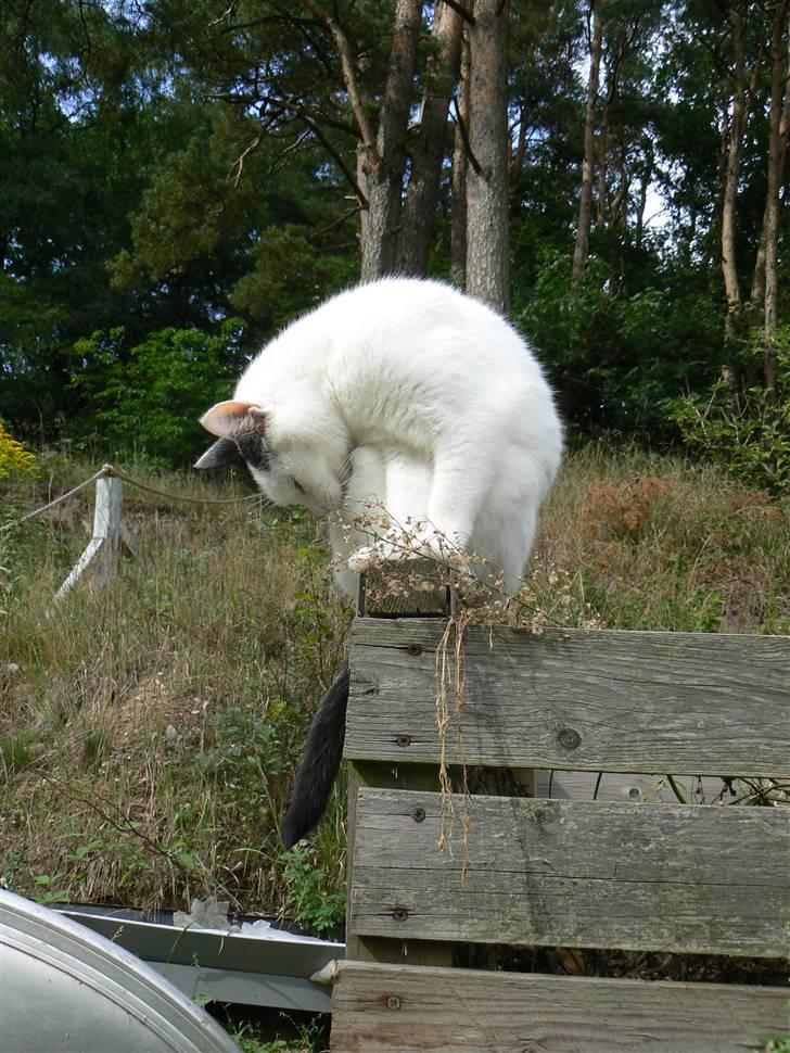 Huskat Alice>>--(¯`v´¯)->  billede 5