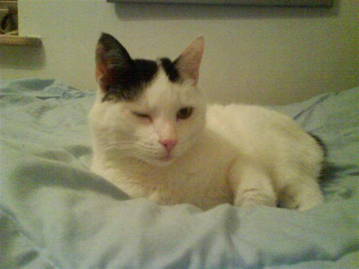 Huskat Alice>>--(¯`v´¯)->  - Se, jeg kan da også blinke sødt ikk´ ?!<3 billede 6