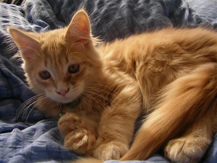 Maine Coon Basse (Joe) billede 5