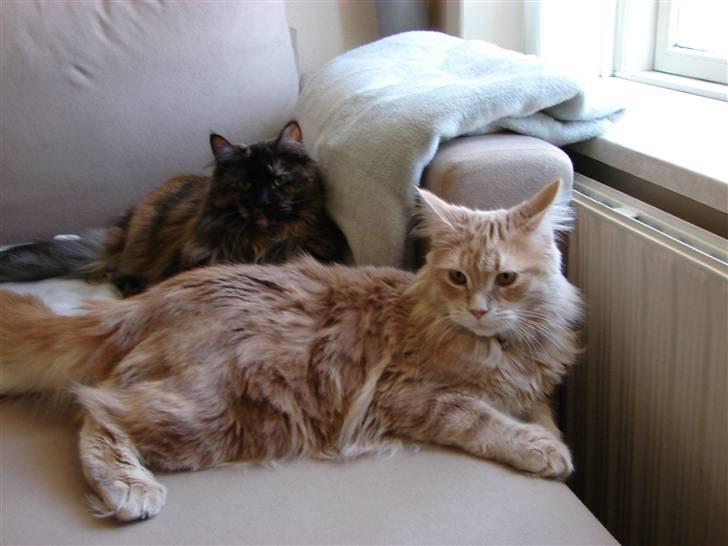 Maine Coon Basse (Joe) billede 6