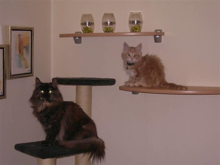 Maine Coon Misty billede 7