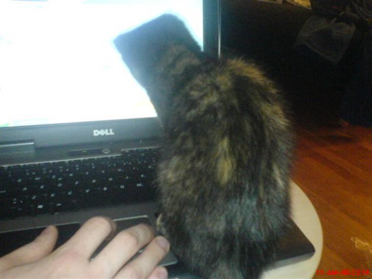 Huskat ¤*~~Fie~~*¤ billede 8