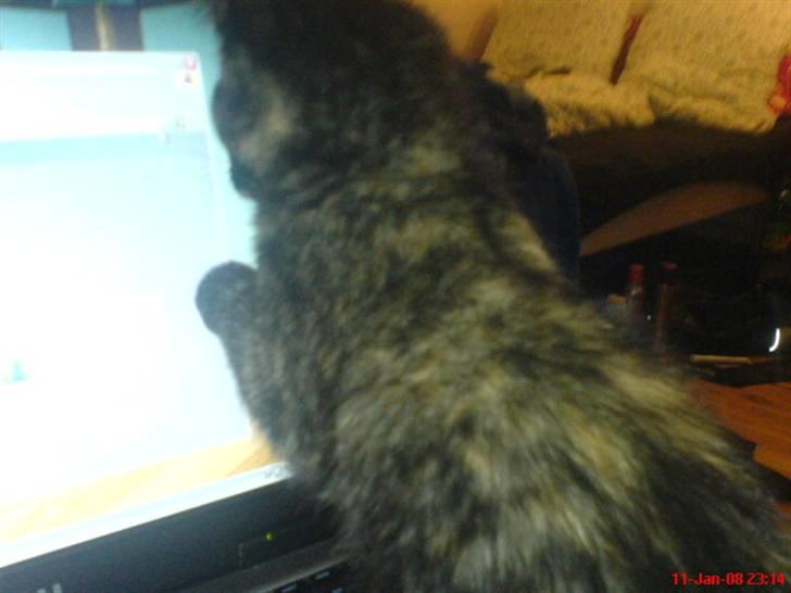 Huskat ¤*~~Fie~~*¤ billede 9