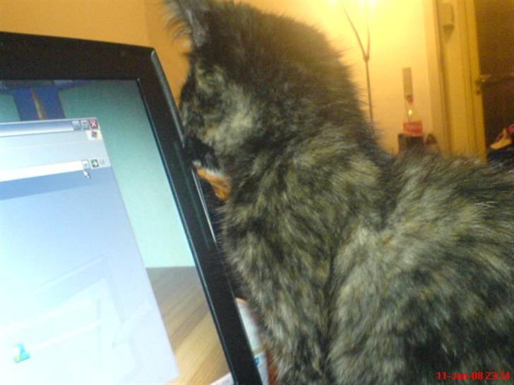 Huskat ¤*~~Fie~~*¤ billede 10