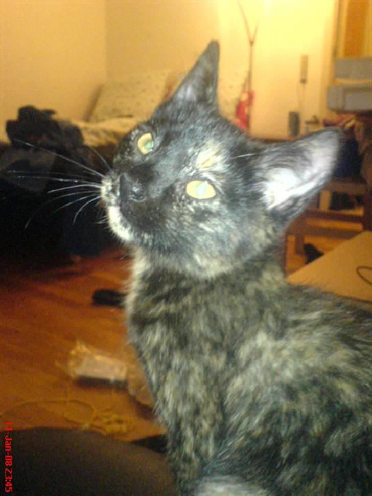 Huskat ¤*~~Fie~~*¤ billede 11