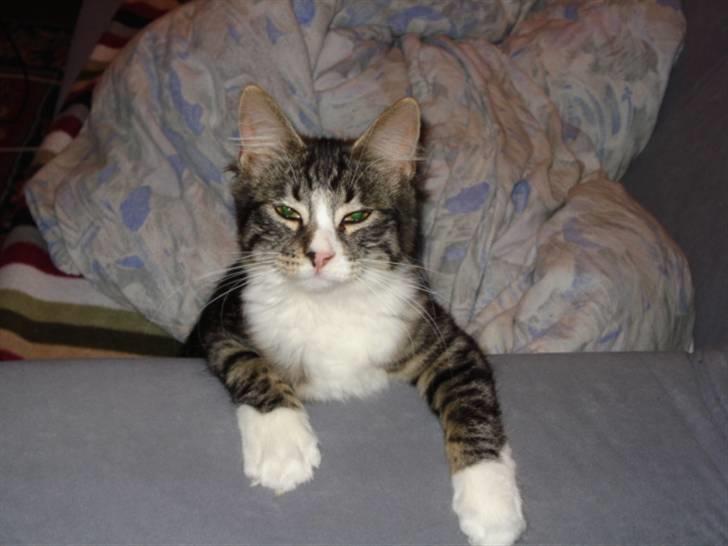 Blanding af racer Putte solgt billede 11