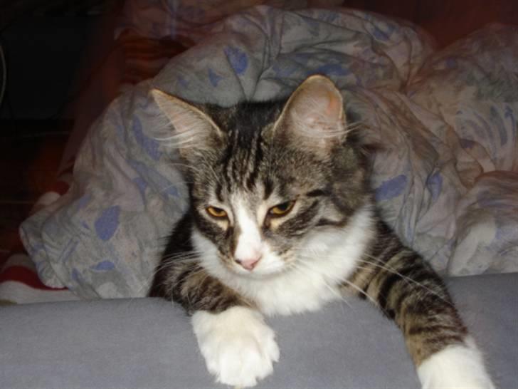 Blanding af racer Putte solgt billede 12