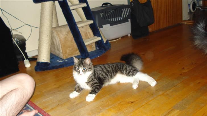 Blanding af racer Putte solgt billede 13