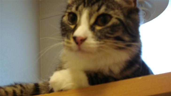 Blanding af racer Putte solgt billede 14