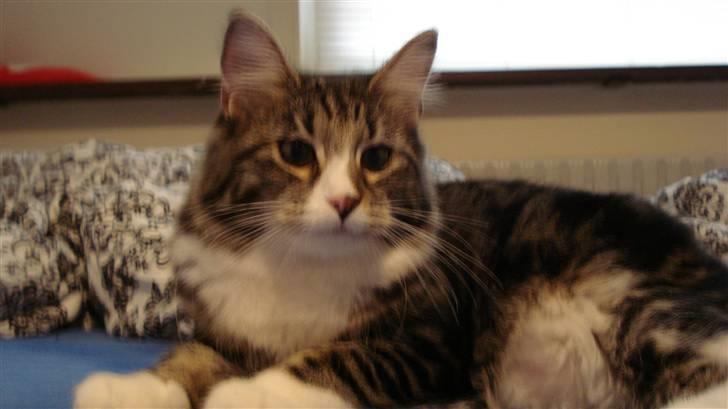 Blanding af racer Buske - Løbet væk :'( billede 12