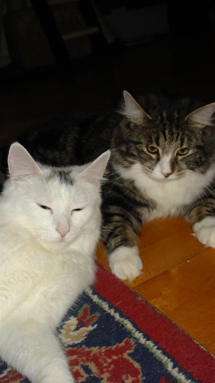 Blanding af racer Buske - Løbet væk :'( billede 13