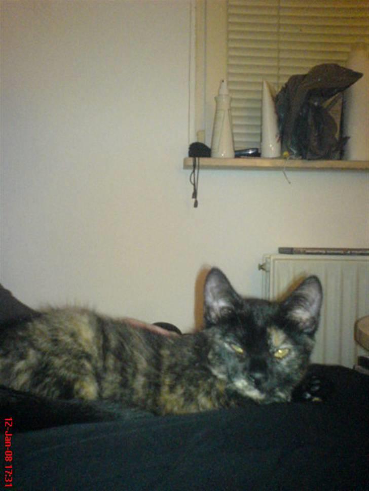 Huskat ¤*~~Fie~~*¤ - Jeg er begyndt at ligge hos min mor, det er rigtig hyggeligt billede 13