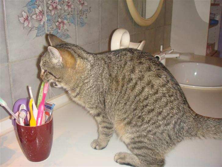 Blanding af racer perle R.I.P :,( - hvad er dog det billede 15