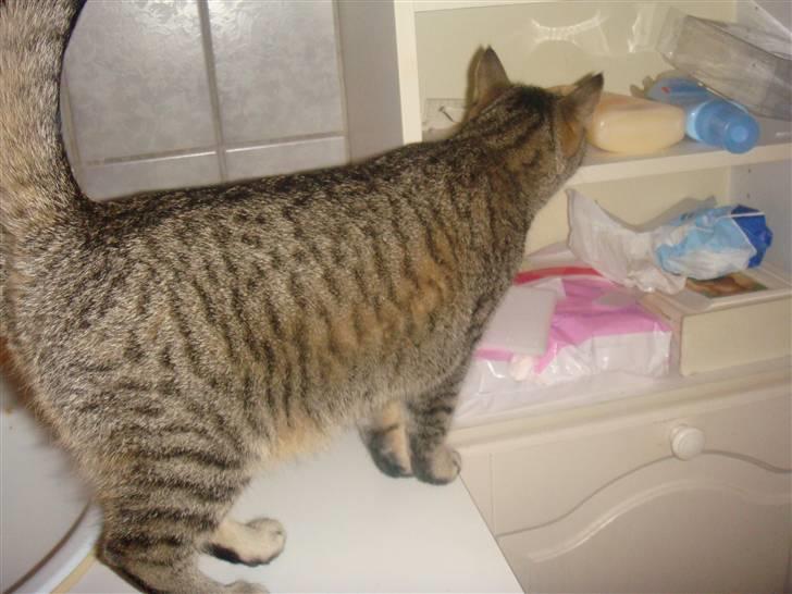 Blanding af racer perle R.I.P :,( - gad vide hvad der er her omme billede 16