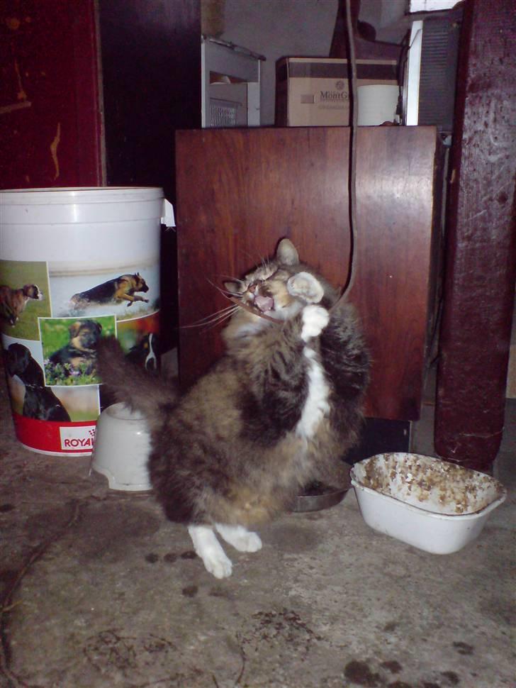 Norsk Skovkat Mambo billede 6