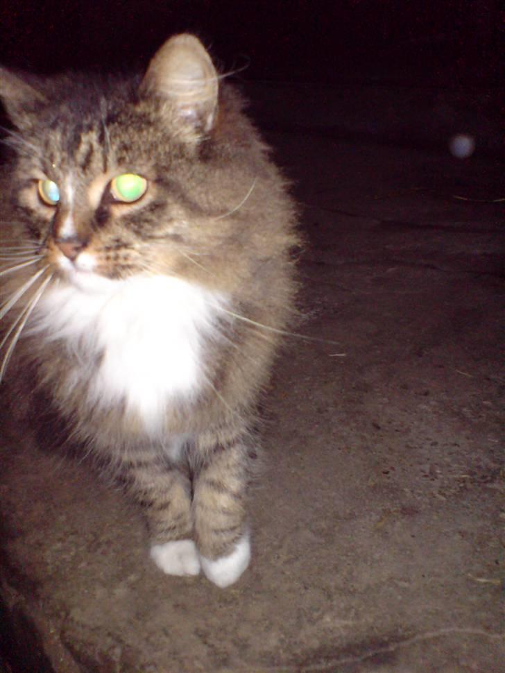 Norsk Skovkat Mambo billede 7