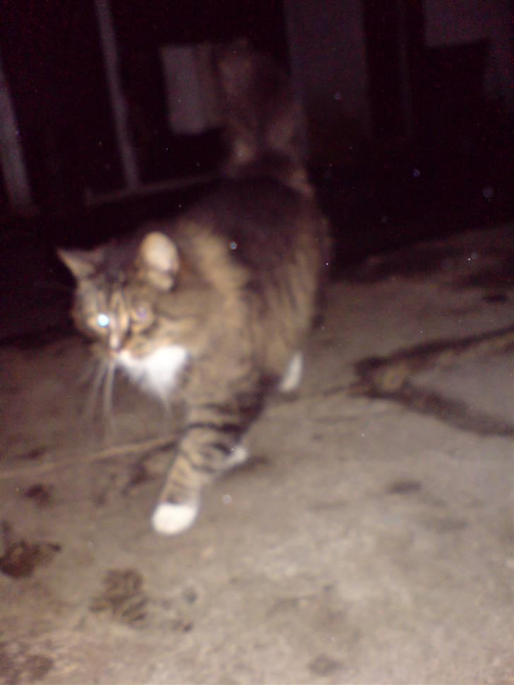 Norsk Skovkat Mambo billede 8