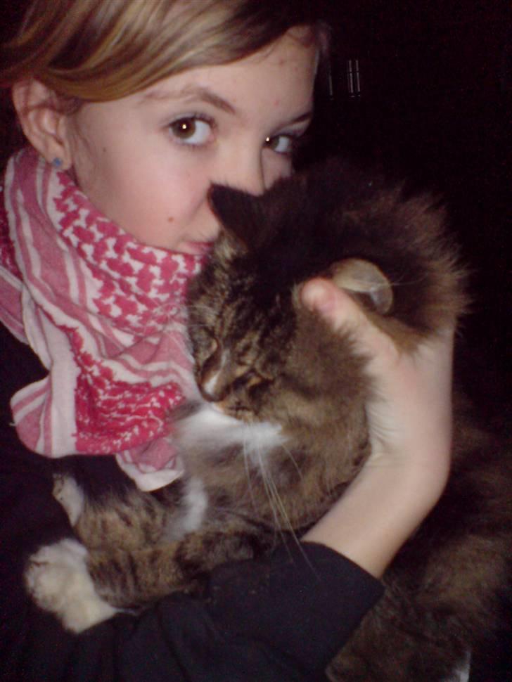 Norsk Skovkat Mambo billede 9