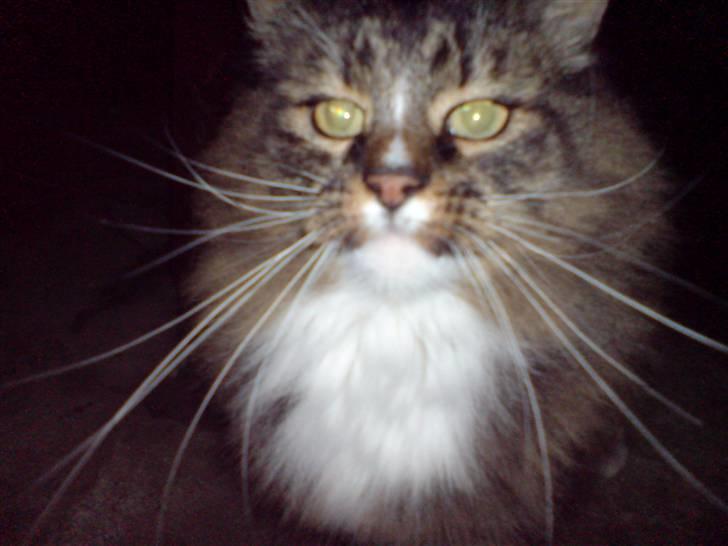 Norsk Skovkat Mambo billede 10