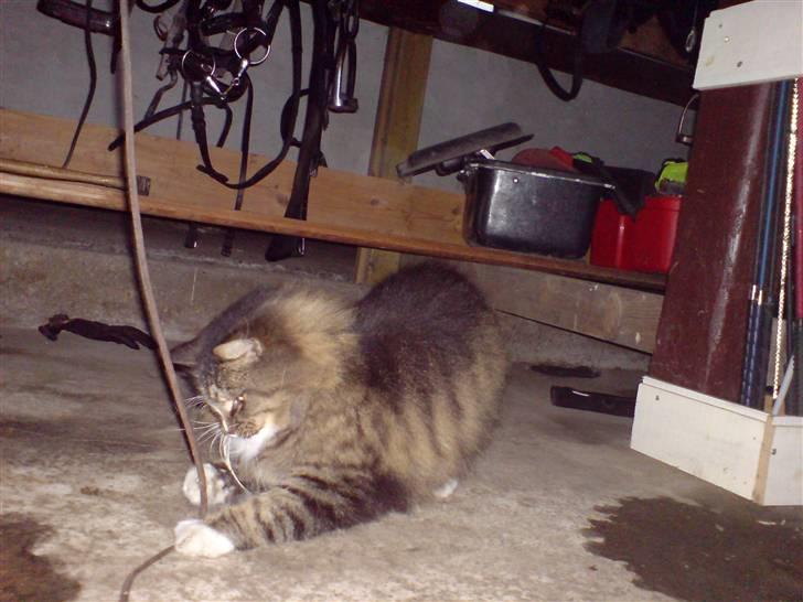 Norsk Skovkat Mambo billede 11