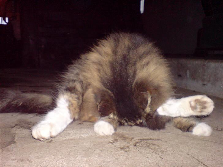 Norsk Skovkat Mambo billede 12