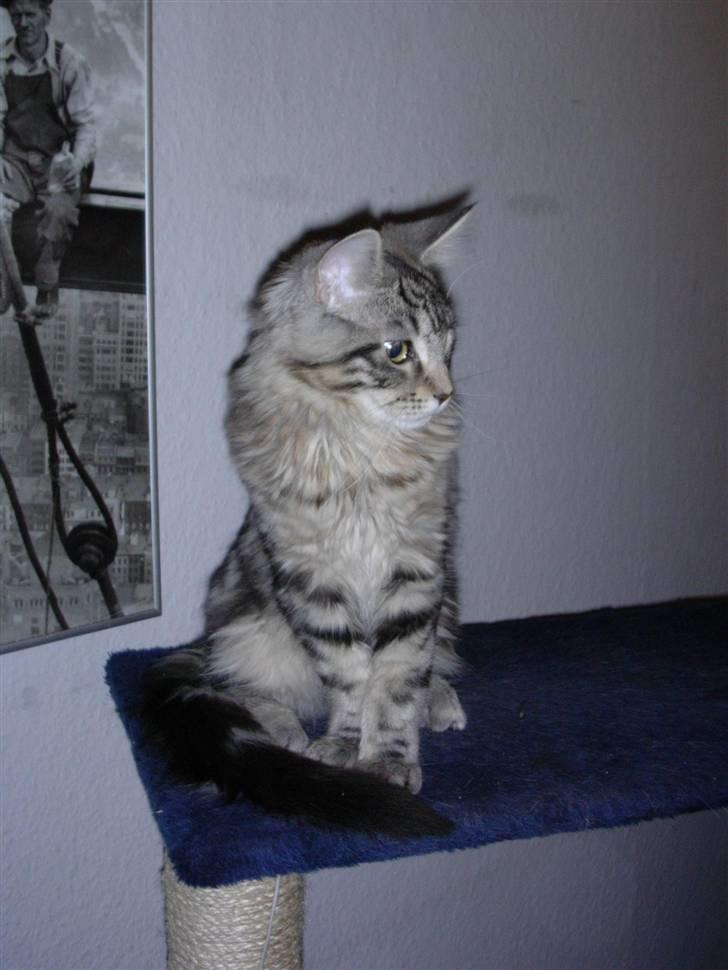 Maine Coon Chivas Regal billede 1