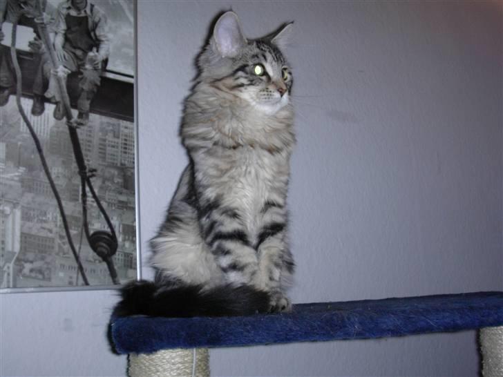 Maine Coon Chivas Regal billede 2