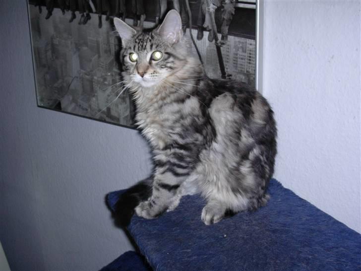 Maine Coon Chivas Regal billede 3