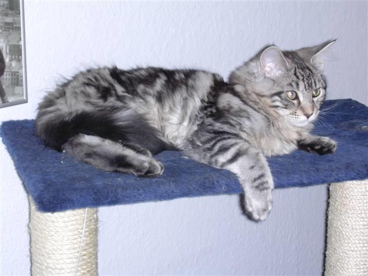 Maine Coon Chivas Regal billede 4