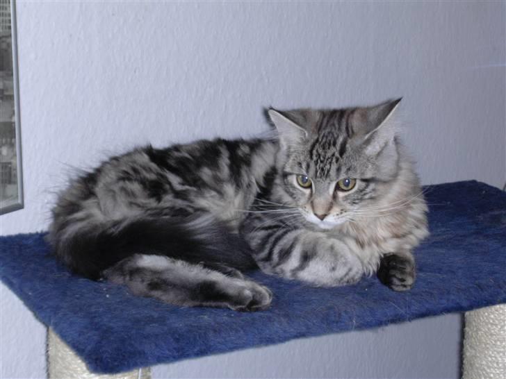 Maine Coon Chivas Regal billede 5