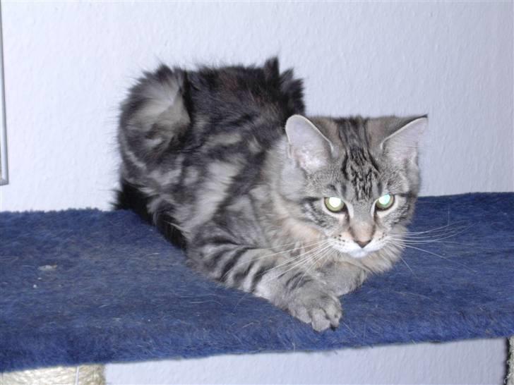 Maine Coon Chivas Regal billede 6