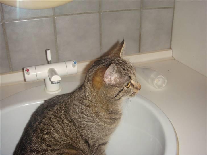 Blanding af racer perle R.I.P :,( - lalala billede 18