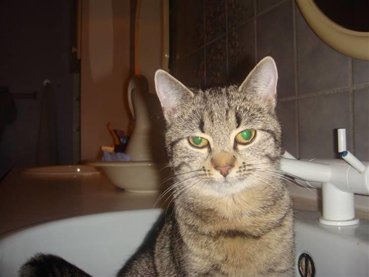 Blanding af racer perle R.I.P :,( - hej med dig billede 19