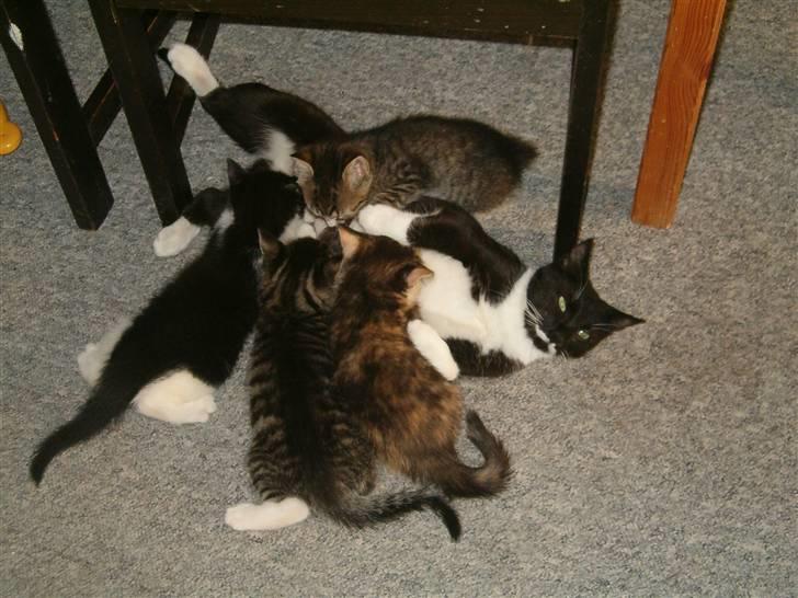 Huskat Mynne - Da mynne var mor.. billede 6