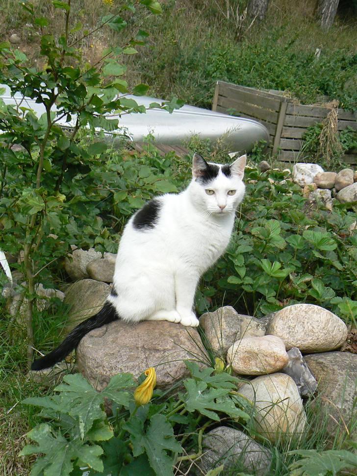 Huskat Alice>>--(¯`v´¯)->  billede 7