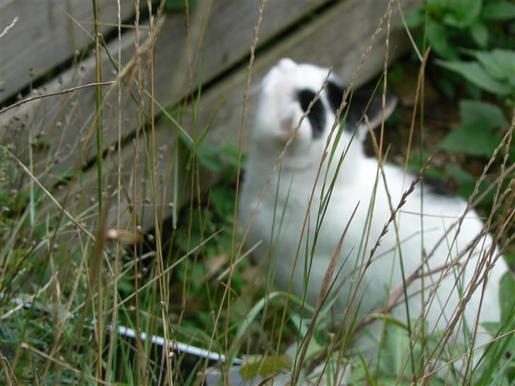 Huskat Alice>>--(¯`v´¯)->  billede 8